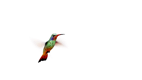 Colibrí